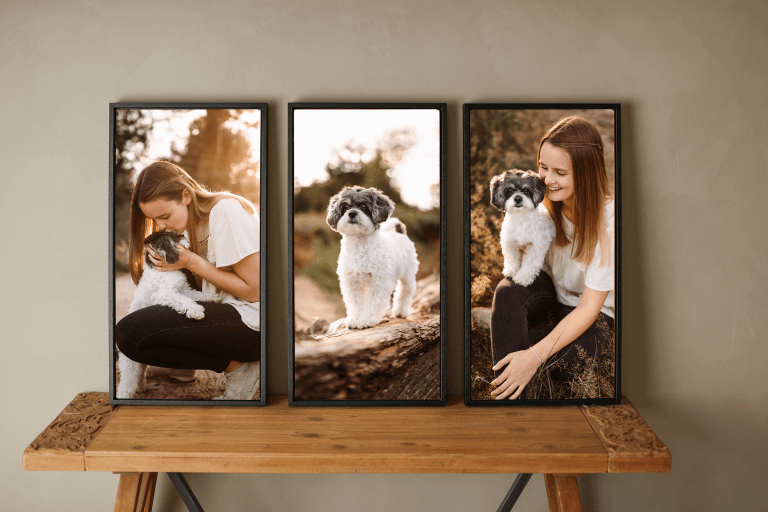 Hundefotoshooting Köln