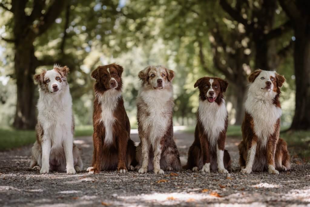 Australian Shepherd Zucht