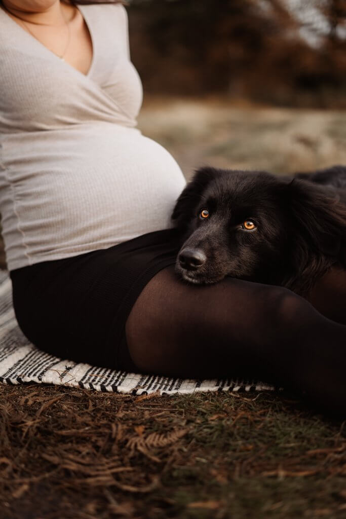 Babybauch-Shooting mit Hund