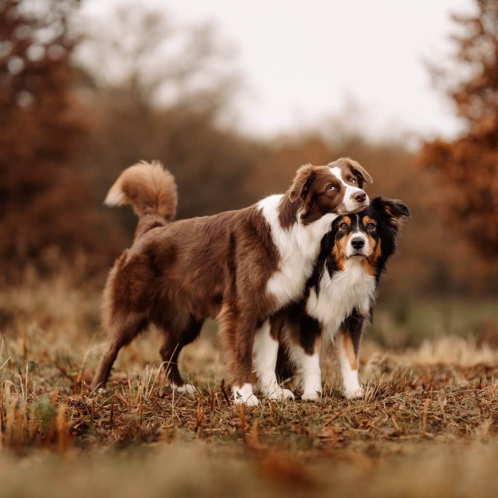Hunde Videografie, Hunde Blog