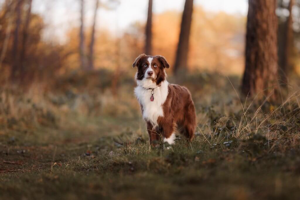 Hundefotografie Tipp für Anfänger