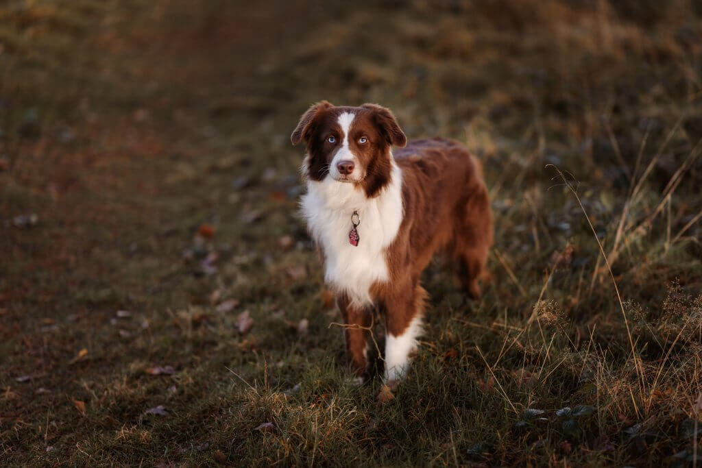 Hundefotografie Tipp für Anfänger