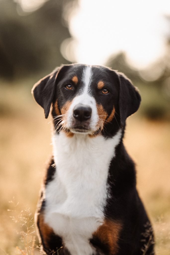 second hand hund