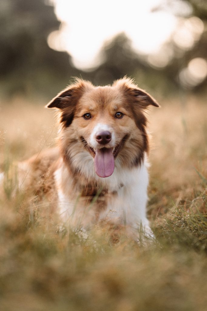 second hand hund