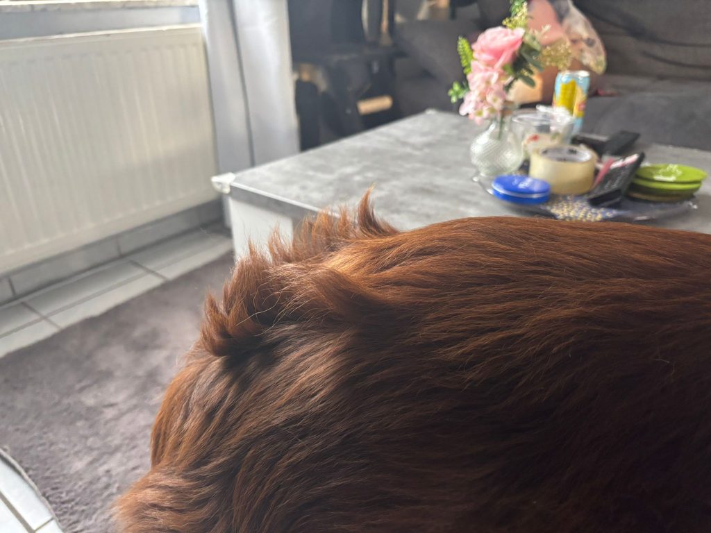Hüftdysplasie beim Hund