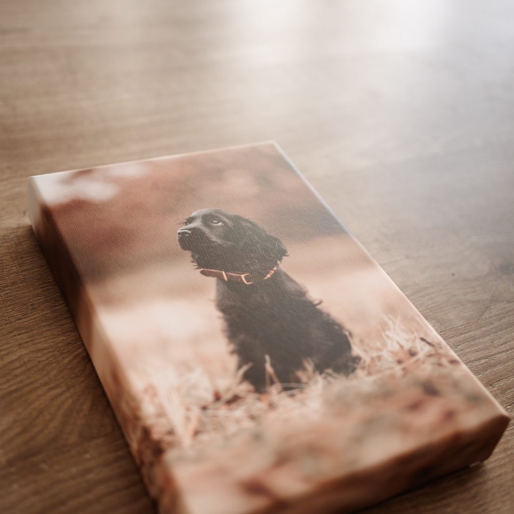 hundefotografie_fotoprodukte_wandbild (17)