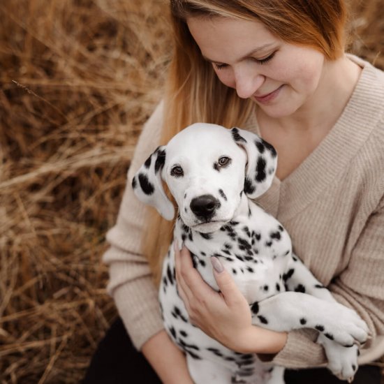 Dalmatiner Fotoshooting